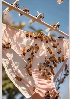 Reasons Bees Are Lured to Outdoor L