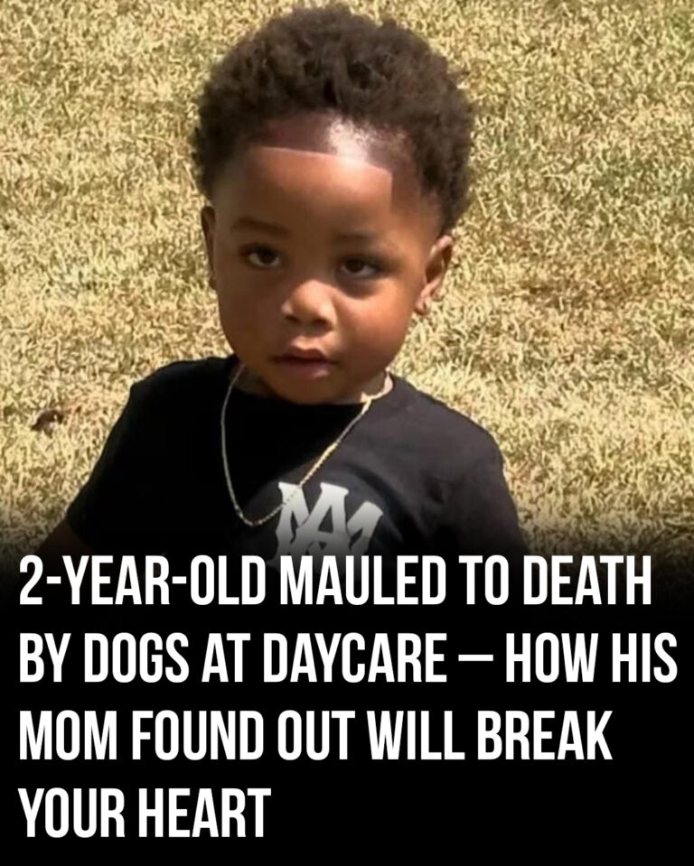 2-year-old mauled to death by dogs