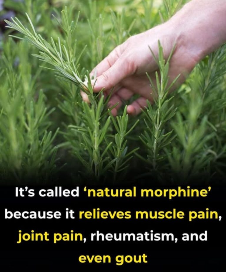 The Benefits of Rosemary for Older A