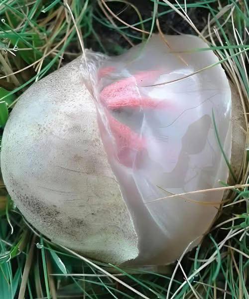 In the yard I found a slimy, reddish