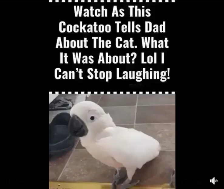 (VIDEO) Cockatoo Snitches on the Ca