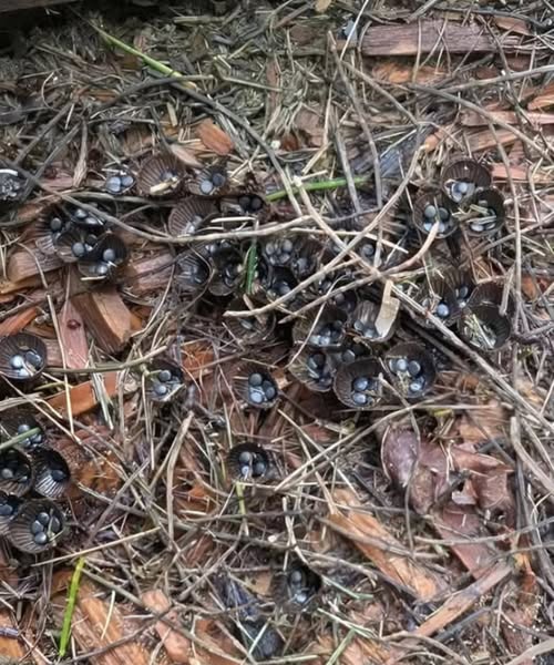 Unexpected Find in a Friend’s Garden