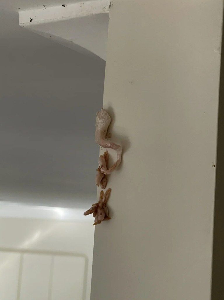 What a Pink, Crusty Buildup on Walls May Su