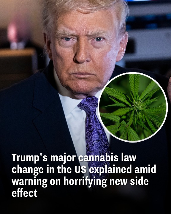 Trump’s major c annabis la
