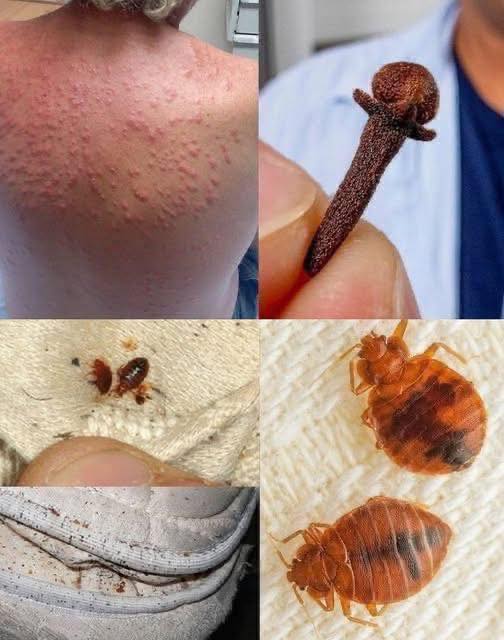 Natural Pest Control: Eliminate Bed