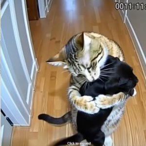 Cat Brings Home Puppies — Then a Policeman