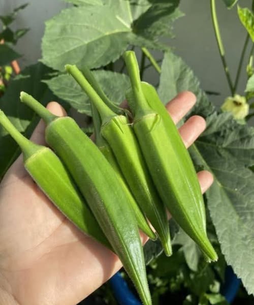 Doctors Explain Why Adding Okra to Your Diet